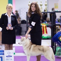 Показ на выставках