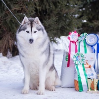 Фотосессии с хаски