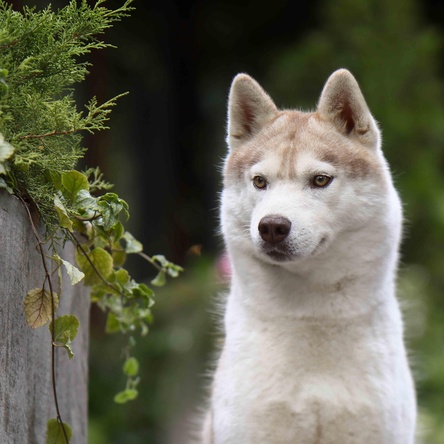 HUSQUISHER UNIVERS BELONGS TO ME