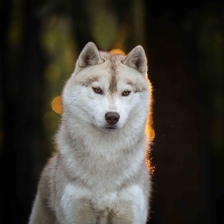 HUSQUISHER DOCTOR WHO