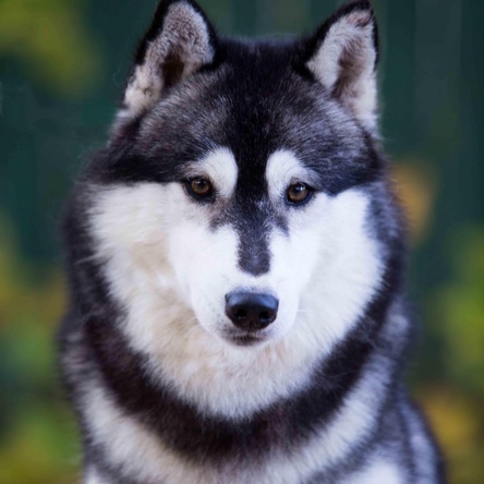 HUSQUISHER TRIBE OF ODIN