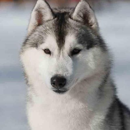 TUNGHAT'S BRAZILIAN STORM