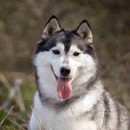 HUSQUISHER VIRGINIA WOLF