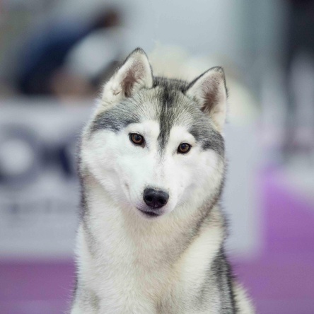 HUSQUISHER GALACTIC VITA