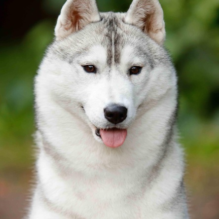 HUSQUISHER OAT OPERA