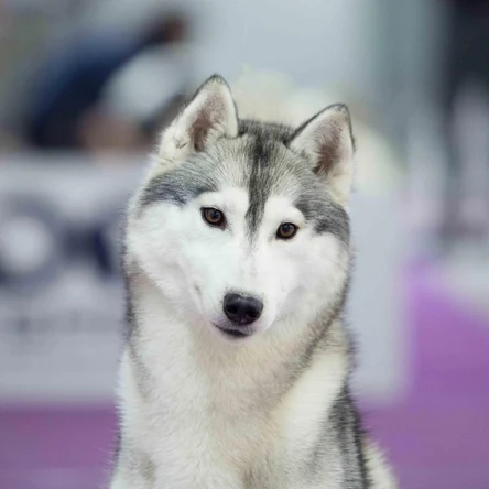 HUSQUISHER GALACTIC VITA