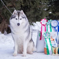 Фотосессии с хаски