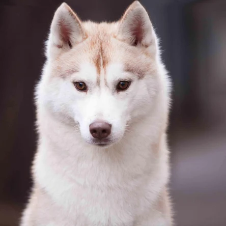 HUSQUISHER STORM OF APPLAUSE