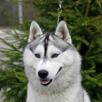 Груминг хаски