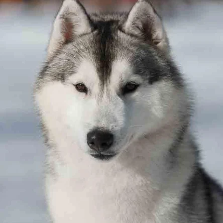 TUNGHAT'S BRAZILIAN STORM