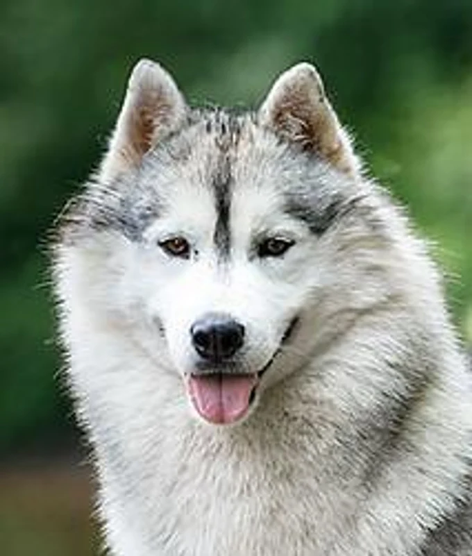 
КОБЕЛИ / MALES