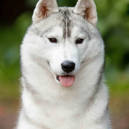 HUSQUISHER OAT OPERA