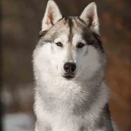 VENTO LIBERO ZABAR PONTIAS BAGA