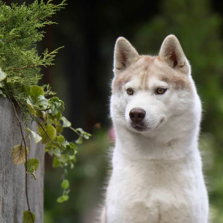 HUSQUISHER UNIVERS BELONGS TO ME