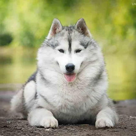 TUNGHAT'S RIO DE JANEIRO