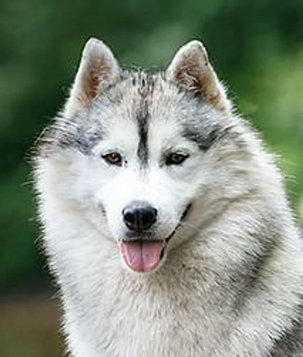 
КОБЕЛИ / MALES