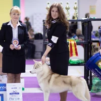 Показ на выставках